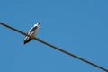 Australian Black Shouldered Kite Sitting on an electric cable