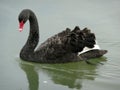 Australian Black Swan