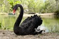 Australian Black Swan Royalty Free Stock Photo