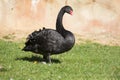 Australian Black Swan, Cygnus atratus Royalty Free Stock Photo