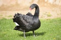 Australian Black Swan, Cygnus atratus Royalty Free Stock Photo