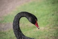 Australian black swan, Cygnus atratus, portrait. Close up of black swan head with red beak and eyes Royalty Free Stock Photo