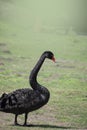 Australian black swan, Cygnus atratus, portrait. Close up of black swan head with red beak and eyes Royalty Free Stock Photo