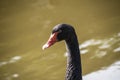 Australian black swan, Cygnus atratus, portrait. Close up of black swan head with red beak and eyes Royalty Free Stock Photo