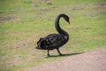 Australian black swan, Cygnus atratus, portrait. Close up of black swan head with red beak and eyes Royalty Free Stock Photo