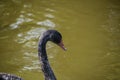 Australian black swan, Cygnus atratus, portrait. Close up of black swan head with red beak and eyes Royalty Free Stock Photo