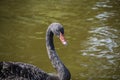 Australian black swan, Cygnus atratus, portrait. Close up of black swan head with red beak and eyes Royalty Free Stock Photo