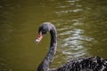 Australian black swan, Cygnus atratus, portrait. Close up of black swan head with red beak and eyes Royalty Free Stock Photo