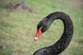 Australian black swan, Cygnus atratus, portrait. Close up of black swan head with red beak and eyes Royalty Free Stock Photo