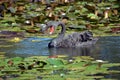 Australian Black Swan, Cygnus atratus, Royalty Free Stock Photo