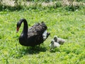 Australian black swan cygnusatratus Royalty Free Stock Photo