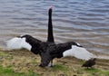 Australian Black Swan Spreading it's Wings