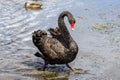 Black Swan Royalty Free Stock Photo