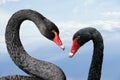 Australian black swans, Cygnus atratus, portrait. Close up of black swans head with red beak and eyes Royalty Free Stock Photo