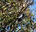 Australian black and white magpie bird perched in eucalyptus gum tree against blue sky