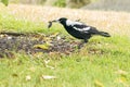 Australian Magpie Catches Mouse