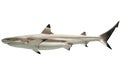 Australian blacktip shark Royalty Free Stock Photo