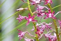 Australian Blotched Hyacinth-Orchid