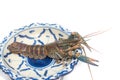 Australian blue crayfish Cherax quadricarinatus in plate Royalty Free Stock Photo