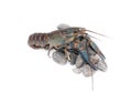 Australian blue crayfish Cherax quadricarinatus Royalty Free Stock Photo