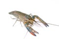 Australian blue crayfish