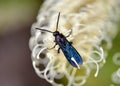 Australian Blue Flower Wasp, Austroscolia soror, family Scoliidae,