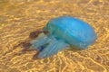 Australian blue jellyfish Royalty Free Stock Photo