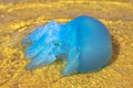 Australian blue jellyfish Royalty Free Stock Photo