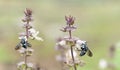 Australian blue neon cuckoo bees