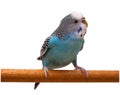 Australian Blue Parrot isolated