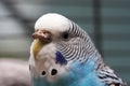 Australian Blue Parrot macro 1