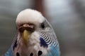 Australian Blue Parrot macro 2