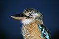 Australian Blue winged Kookaburra close-up Royalty Free Stock Photo