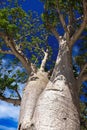 Australian boab Adansonia gregorii. Low angle view with deep blue sky background Royalty Free Stock Photo