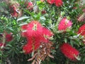 An Australian bottle brush tree Royalty Free Stock Photo