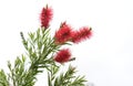 Australian Bottlebrush Callistemon Flowers Royalty Free Stock Photo