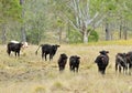 Australian Brahman cattle grazing grass farmland pasture Royalty Free Stock Photo