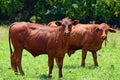 Australian bred Brangus beef bulls cattle