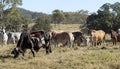 Australian brindled cow, beef cattle herd Royalty Free Stock Photo