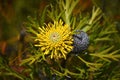 Australian broad leaf drumstick flower and cone