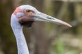 Australian Brolga Royalty Free Stock Photo