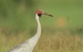 Australian Brolga Crane
