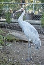 An Australian brolga Royalty Free Stock Photo