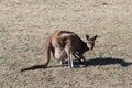 Australian brown kangaroo on golf course Royalty Free Stock Photo