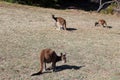 Australian brown kangaroos on golf course Royalty Free Stock Photo