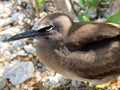 Australian Brown Noddy