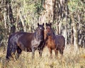 An Australian Brumby Wild Horse and her Foal Royalty Free Stock Photo