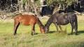 An Australian Brumby Mare and Juvenile Colt