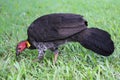 Australian brush-turkey (Alectura lathami) Royalty Free Stock Photo