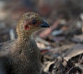 Australian Brush-Turkey Chick